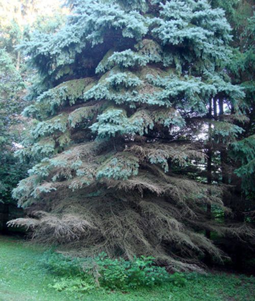 Damaged blue spruce