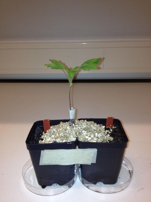 Tomato seedling growing with split roots.