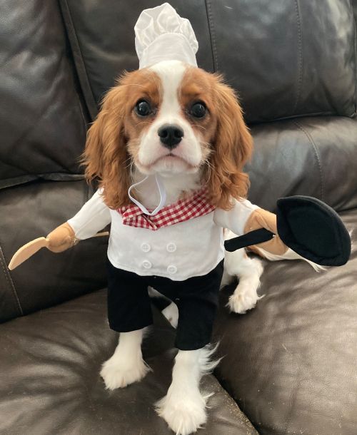 A small dog in a chef costume.