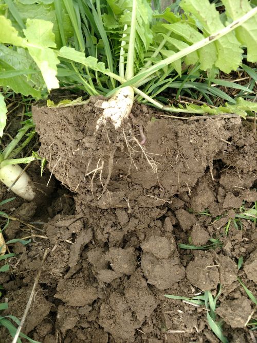 Clump of soil from bottom of crop.