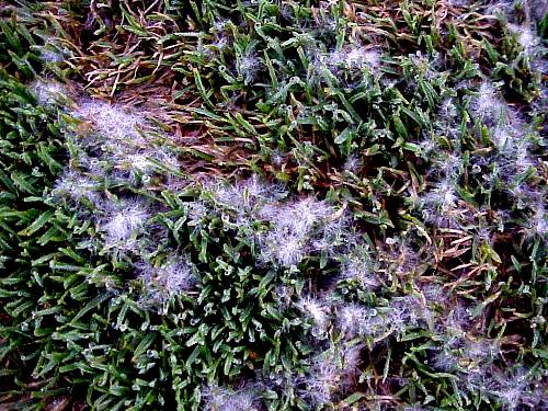  pythium-blight6.jpg 