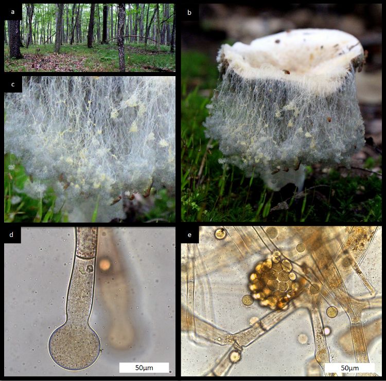 a) Habitat picture showing mixed hardwoods. b) Picture showing the S. megalocarpus growing off a decaying mushroom. c) Closer image showing the clusters of sporangia hanging to the ends of the hyphea. d) Microscopic image of a sporangium ith no spores. e) microscopic image showing sporangia covered with spores.