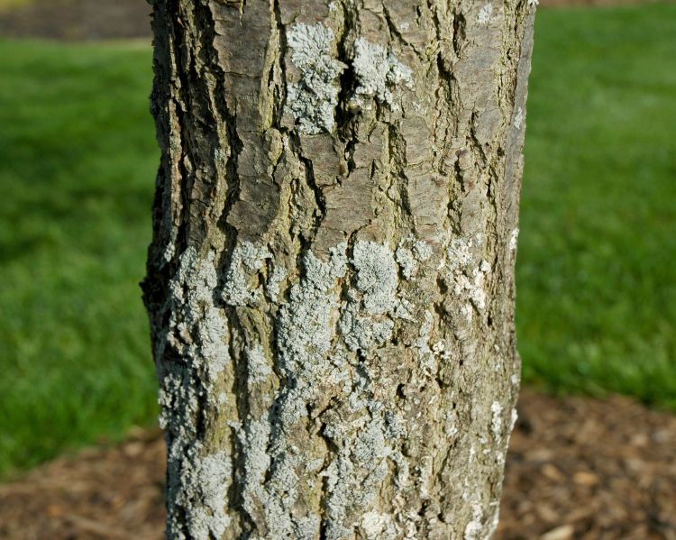 Photo 1. Lichens on a maple trunk.