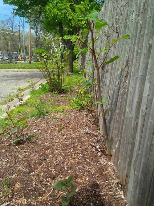 Japanese knotweed, shown here is an example of an invasive species that could be addressed by local governments. It poses a threat to property because it can break damage foundations.