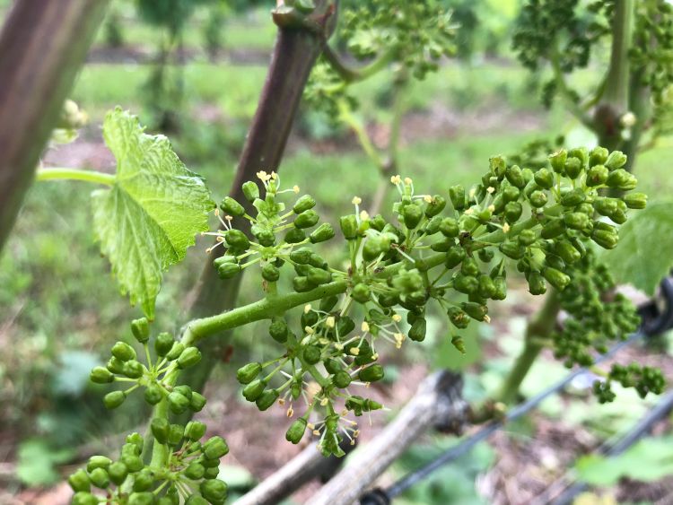 Riesling clusters at pre-bloom stage of development