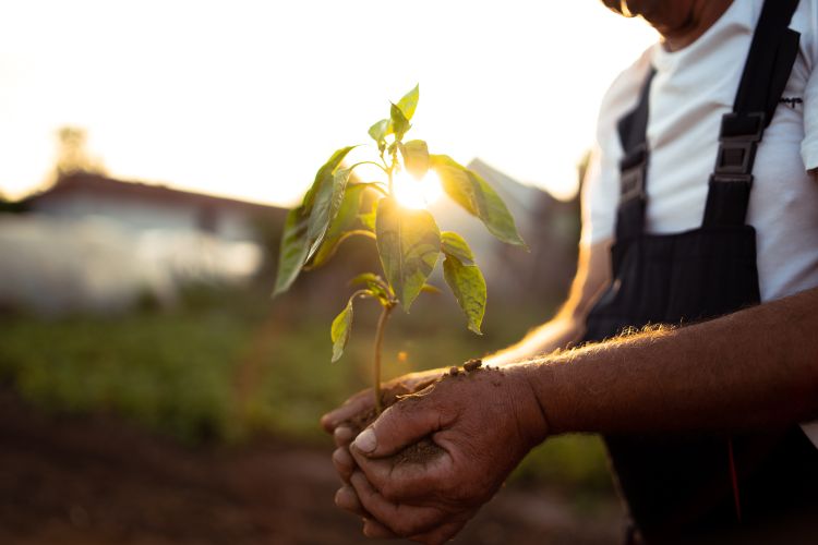 A farmer holds a plant in his hand as the sun peeks through the leaves