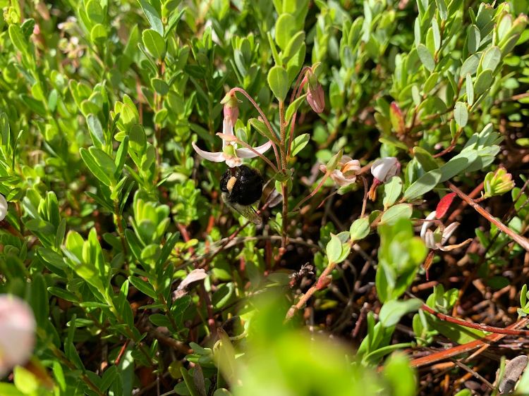 Cranberries in full bloom.