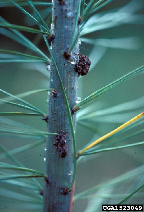 White pine weevil adults. Photo by Dan Herms.