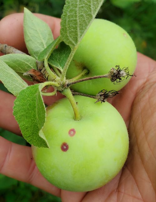 Spots on apple fruit.