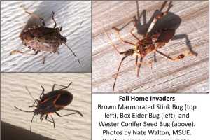 Why Are All These Bugs Appearing On The Side Or Inside Of My Home