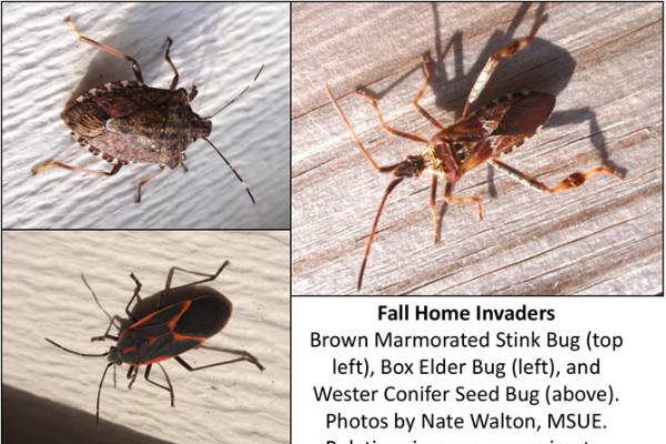 Why are all these bugs appearing on the side or inside of my home? -  Gardening in Michigan