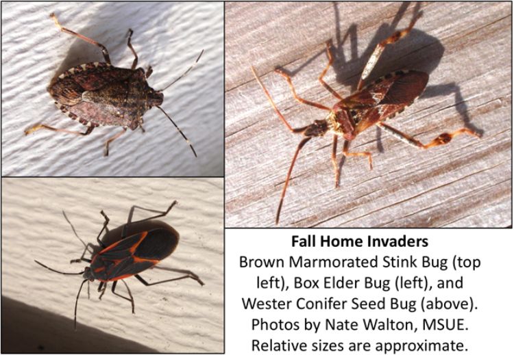 BMSB, boxelder bug and western conifer seed bug