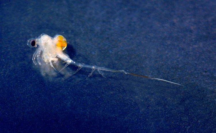 A Spiny waterflea up close. Photo credit: MI Sea Grant l MSU Extension