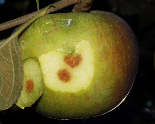 Along with catfacing, damage may appear as depressed, dimpled, corky or water-soaked areas on the fruit skin. 