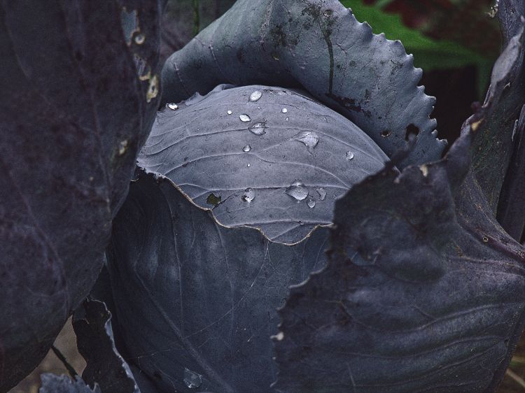 Cabbage with water droplets on it.