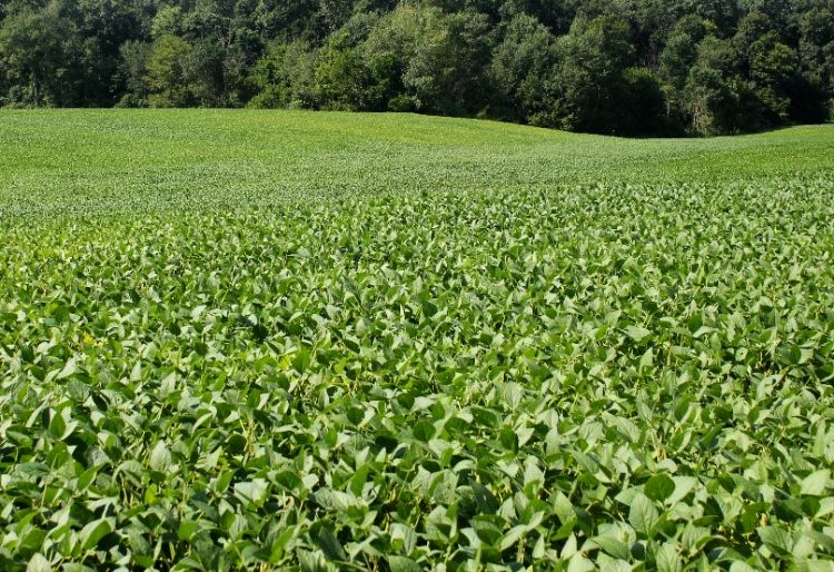 Yellowing on hillsides due to moisture stress in a southern Cass County Field on Aug. 20, 2015.