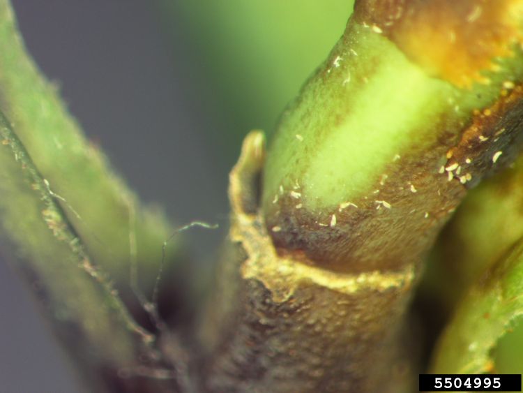 Rose rosette disease on a stem