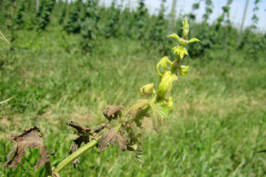 Managing hop downy mildew early in the season is critical