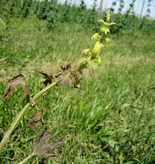 Yellow and stunted spring hop spike, systemically infected with hop downy mildew with spore masses on leaf tissue. Photo credit: Erin Lizotte, MSU Extension