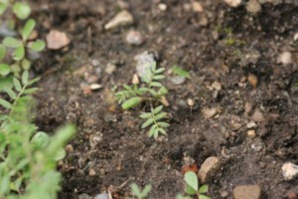 100 Tribulus terrestris Seeds .Puncture vine Seeds For Germination 