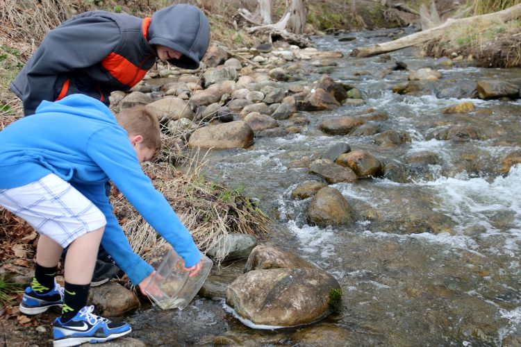 Alcona sixth graders releasing the salmon fry.