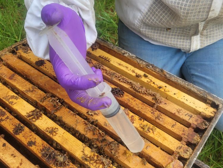 A beekeeper wearing nitrile gloves with a syringe in an open honey bee hive.