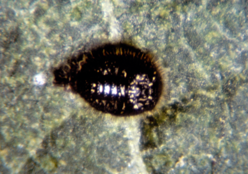 As the larva matures, it becomes reddish on the edges and eventually entirely just prior to pupation. 