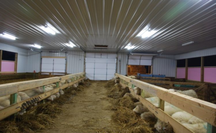 Insulated indoor lambing facility.