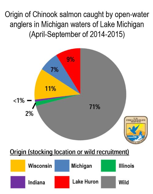 Mass-marking allowed scientists to determine the origin of Chinook salmon caught by Michigan anglers.  Numbers do not indicate patterns in survival. U.S. Fish and Wildlife Service image, Kornis et al. 2016.