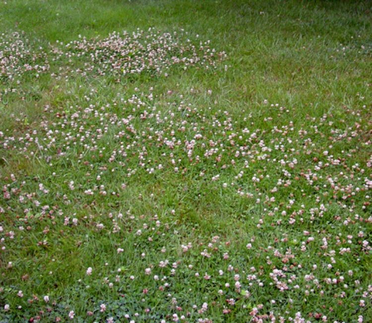 Weeds to some, sweets to the rest. White dutch clover is an extremely valuable honey plant that happens to coexist with turf grasses. Photo credit: genieinthegarden.com