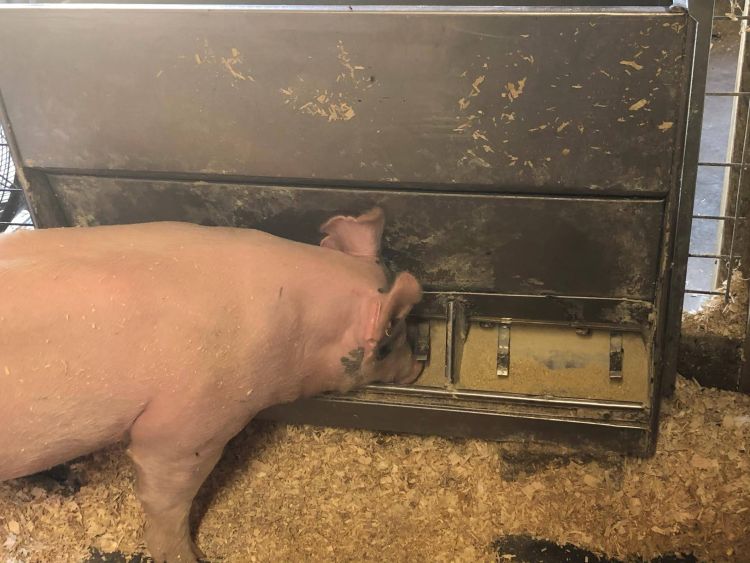 pig at a feeding station