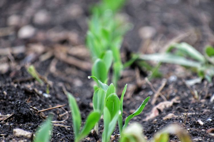 Corn plants sprouting from ground