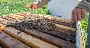 Bees can carry bring pollen containing pesticides back to the hive.