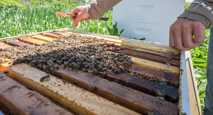 Bees can carry bring pollen containing pesticides back to the hive.