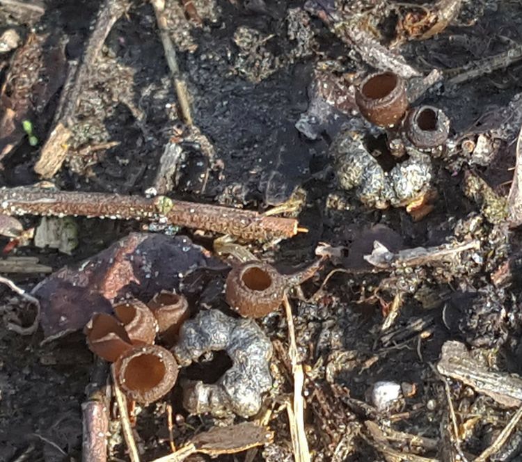 Mummy berry apothecia (mushrooms) are out, so growers need to protect against mummy berry. Photo: Mark Longstroth, MSU Extension.