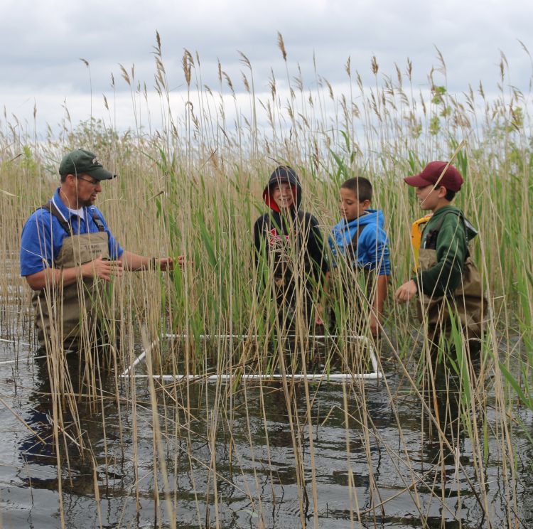 Helping restore habitat and protect native plants and animals on Michigan  island - MSU Extension