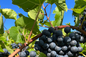 Michigan grape scouting report – September 21, 2022