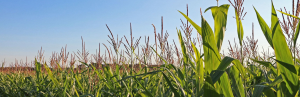 MSU hosts virtual field day on various corn topics