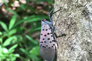 Spotted lanternfly detected in Michigan: What’s next for fruit and hop growers?