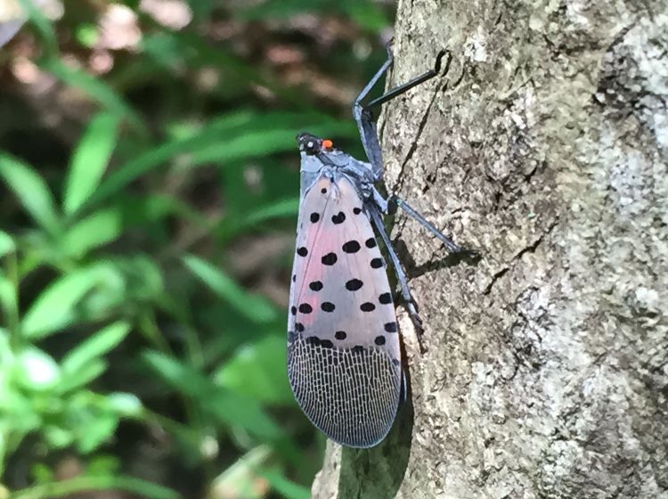 Spotted lanternfly adult on a tree.