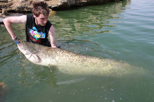 Wels catfish among species banned in Michigan - MSU Extension