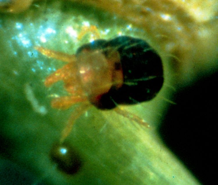 Photo 1. Adult spruce spider mite with egg. Photo by USDA Forest Service - Northeastern Area Archive, Bugwood.org