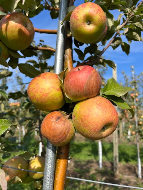Fruit rot developing on Honeycrisp apples