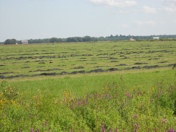 Chippewa County hay field with partially burned windrows, Aug. 15, 2017. Photo by Jim Isleib, MSU Extension.