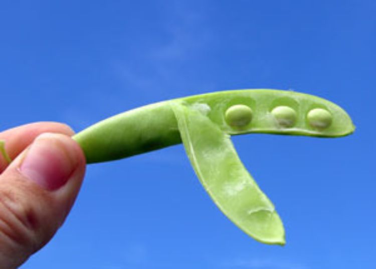 bean pod