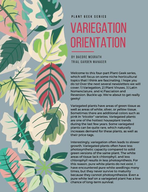 Plant Geek Series Part 1- Variegation Orientation