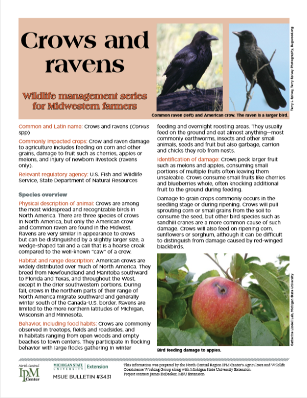 Photo of Crows and Ravens article first page.