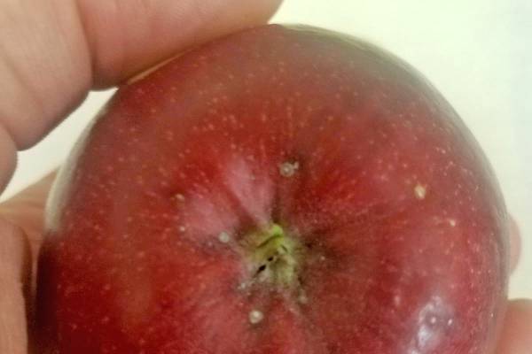 Grand Rapids area apple maturity report – Oct. 9, 2019 - Apples