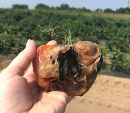 Bird damage to tomato