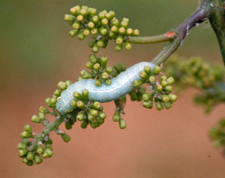 Green fruitworm on grape flower cluster.